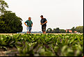 Red_chicory_-_crop_-_Koppert-8.jpg