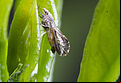 Asian Citrus Psyllid Diaphorina citri Adult