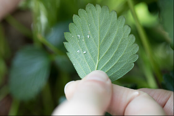 Greenhouse whitefly, Trialeurodes vaporariorum