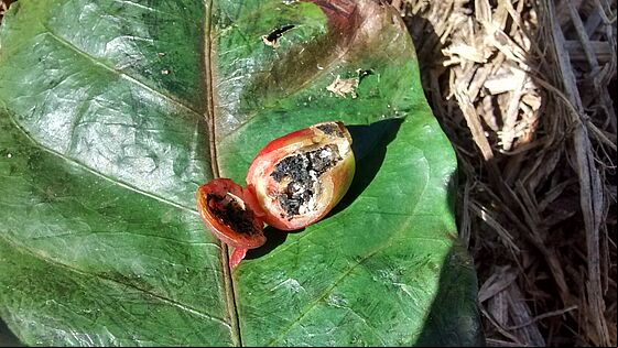 Damage caused by Coffee berry borer Hypothenemus hampei
