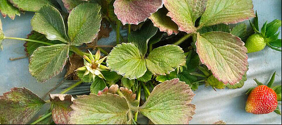 Strawberry damage caused by Two-spotted spider mite Tetranychus utricae