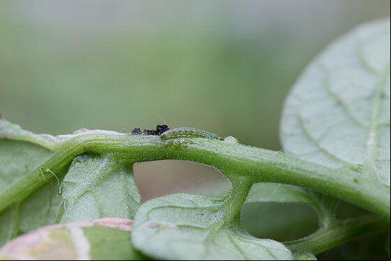 Larva of the Tomato leafminer Tuta absoluta