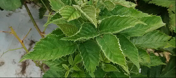 Blackberry damage caused by Broad mite Polyphagotarsonemus latus