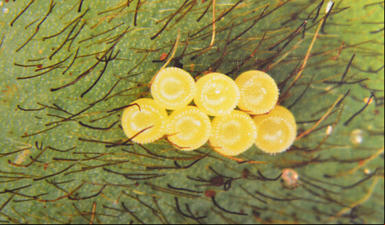 Eggs of Neotropical brown stink bug Euschistus heros