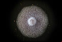 Basal rot Fusarium oxysporum grown in petri dish