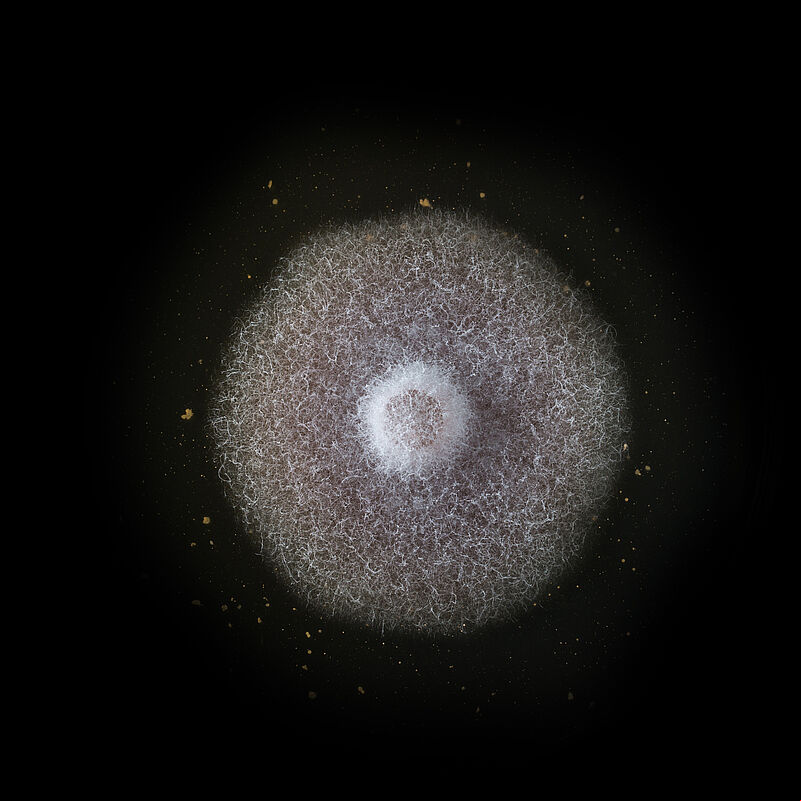 Basal rot Fusarium oxysporum grown in petri dish