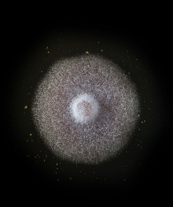 Basal rot Fusarium oxysporum grown in petri dish