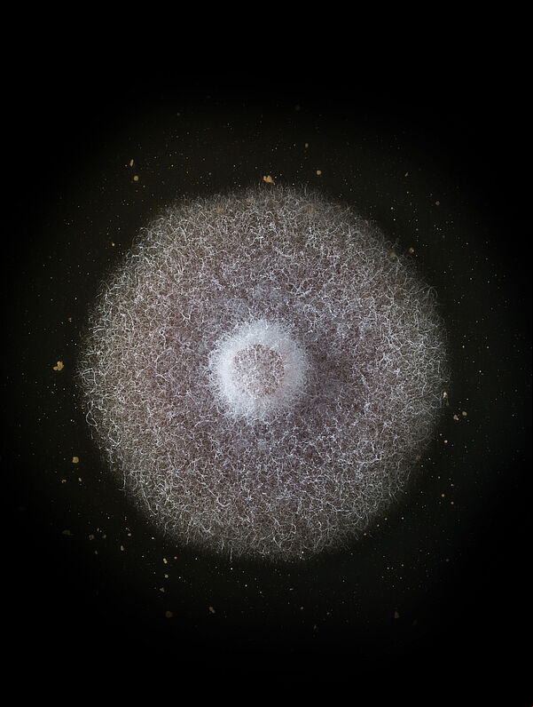 Basal rot Fusarium oxysporum grown in petri dish