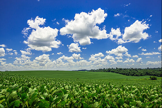 soy plantation, agriculture and development
