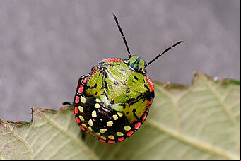 Nymph of the Southern Green Stink bug Nezara viridula