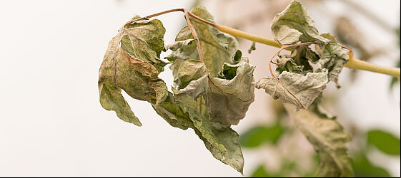 Damage on tomato plant caused by Tomato russet mite Aculops lycopersici