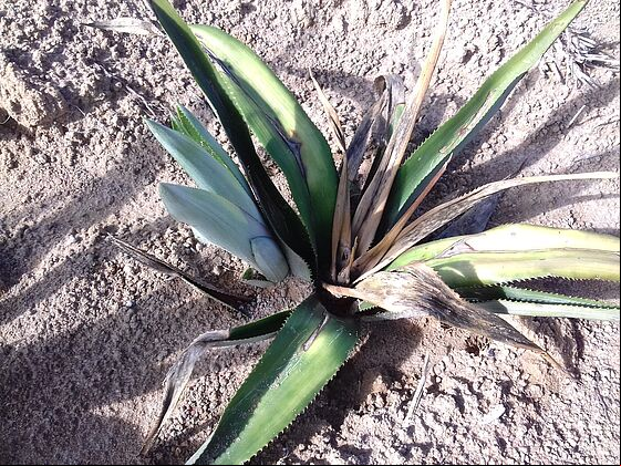 Fusarium wilt damage on pineapple