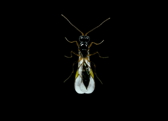 Parasitic_wasp.png