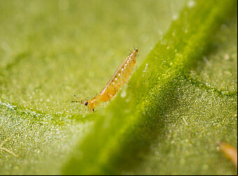 Western Flower Thrips Frankliniella occidentalis on a leaf