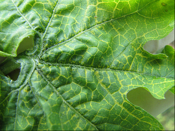Basal rot Fusarium oxysporum on Bittergourd