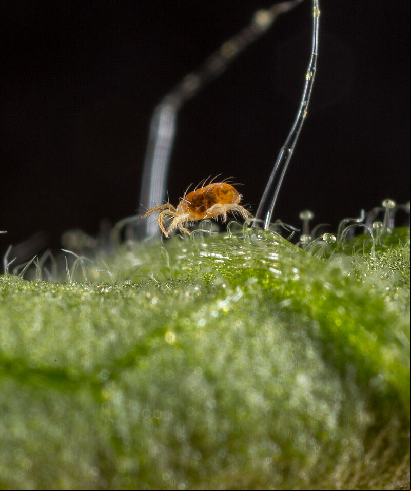 Two-spotted spider mite Tetranychus utricae