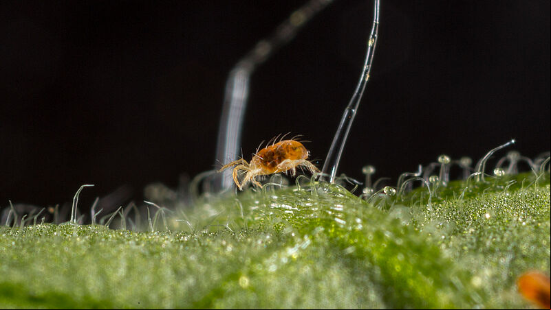 Two-spotted spider mite Tetranychus utricae