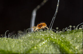 Two-spotted spider mite Tetranychus utricae