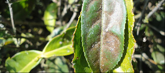 Damage caused by Tea red spider mite Oligonychus coffeae
