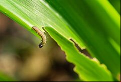 Larva of the Fall armyworm Spodoptera frugiperda