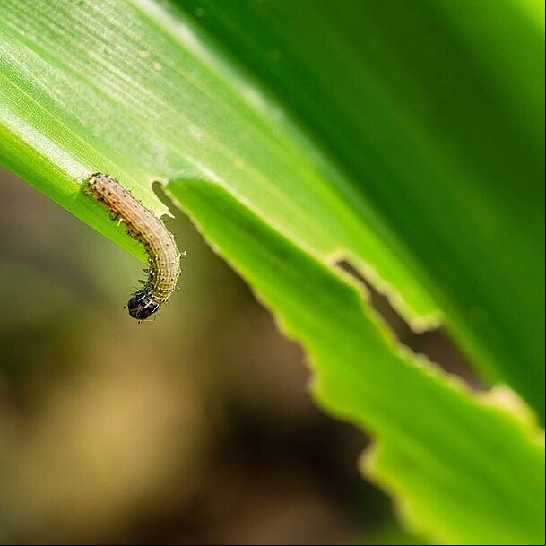 Larva of the Fall armyworm Spodoptera frugiperda