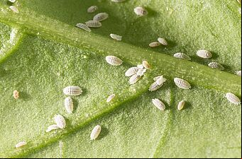 Solanum mealybug Phenacoccus solani