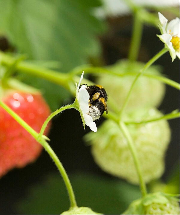 Bumblebee (Bombus terrestris) pollinating strawberry flower