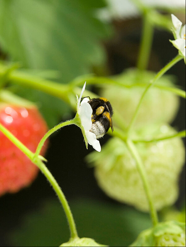 Bumblebee (Bombus terrestris) pollinating strawberry flower