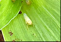 Maize leafhopper Dalbulis maidis infected by Octane