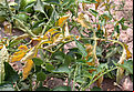 Basal rot Fusarium oxysporum on Tomato