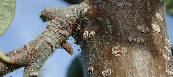 European red spider mite Panonychus ulmi
