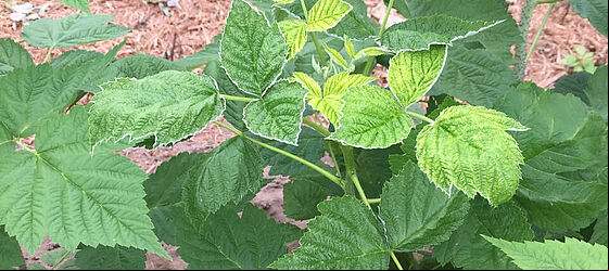 Raspberry damage caused by Broad mite Polyphagotarsonemus latus