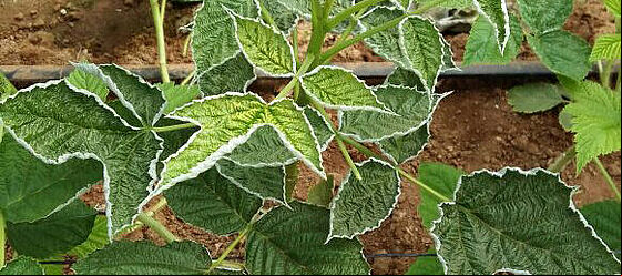 Raspberry damage caused by Broad mite Polyphagotarsonemus latus