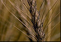 Damage on wheat caused by headblight Gibberella zeae (Fusarium)