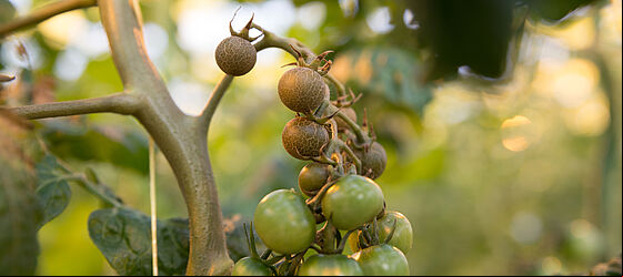 Damage on tomato plant caused by Tomato russet mite Aculops lycopersici