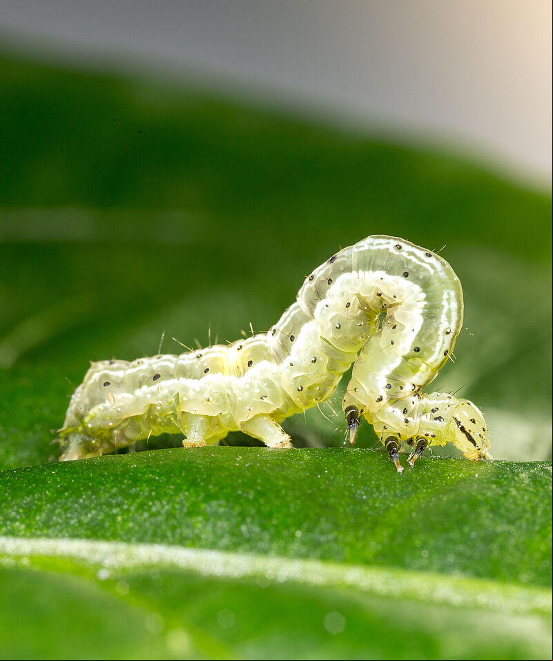 Golden twin-spot moth Chrysodeixis chalcites Larva