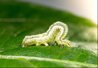 Golden twin-spot moth Chrysodeixis chalcites Larva