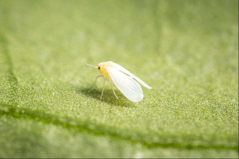 Greenhouse whitefly Trialeurodes vaporariorum Adult Illustration