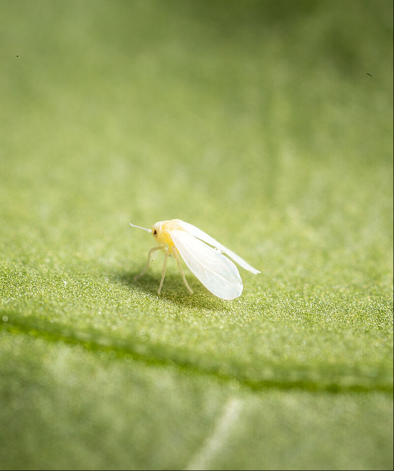 Greenhouse whitefly Trialeurodes vaporariorum Adult Illustration