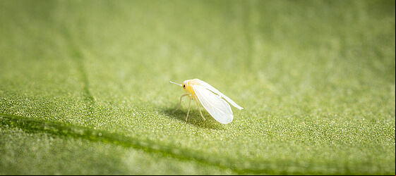 Greenhouse whitefly Trialeurodes vaporariorum Adult Illustration
