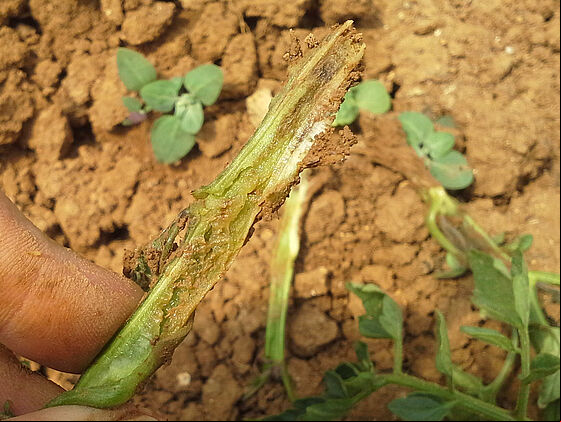 Vascular necrosis in Tomato caused by Basal rot Fusarium oxysporum