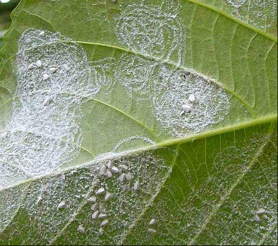 Spiralling whitefly Aleurodicus dispersus on leaf
