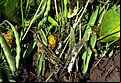 Common bean plant infected by Cottony soft rot Sclerotinia sclerotiorum