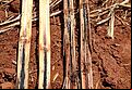 Black rot of pineapple Ceratocystis paradoxa Stem Damage