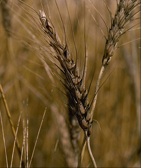 Damage on wheat caused by headblight Gibberella zeae (Fusarium)
