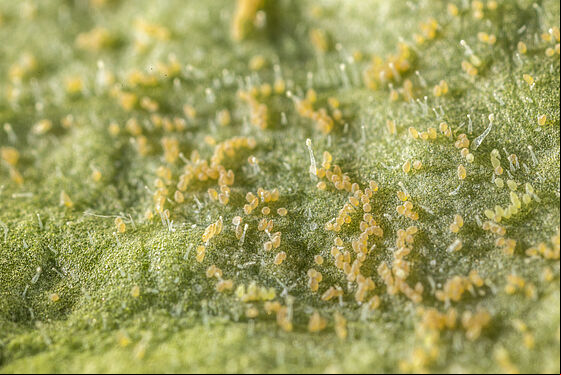 Tobacco whitelfy Bemisia tabaci infestation on leaf
