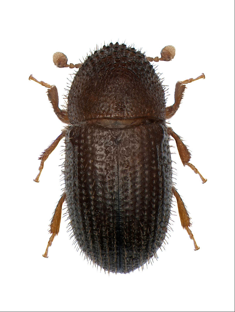 Coffee berry borer Hypothenemus hampei Adult beetle