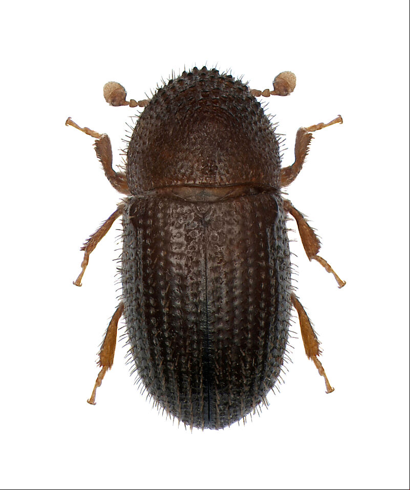 Coffee berry borer Hypothenemus hampei Adult beetle