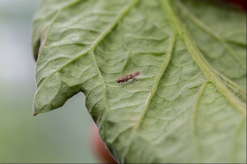 Adult of the Tomato leafminer Tuta absoluta