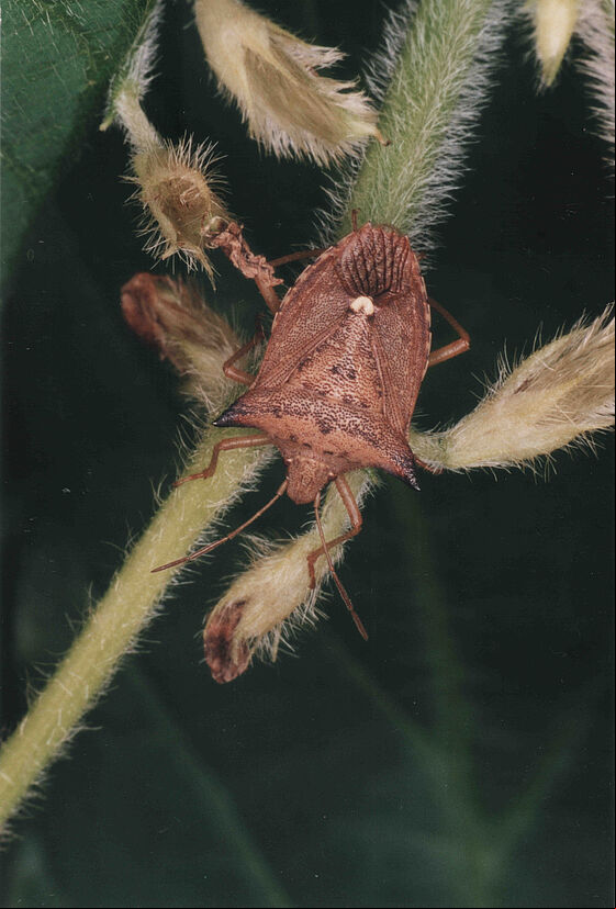 Adult form of Neotropical brown stink bug Euschistus heros